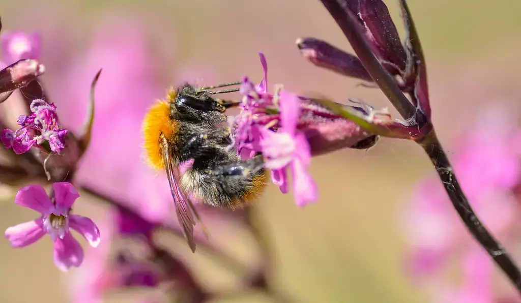 教學遊戲的日語世界